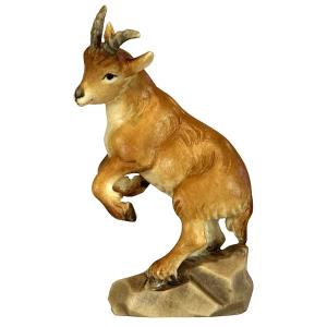 Ibex kid standing - head sx