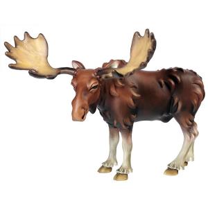 Moose - elk