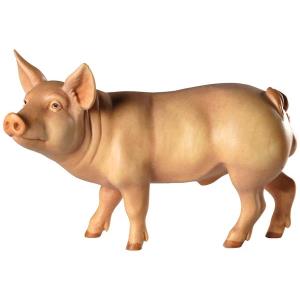 Eber (Schwein)