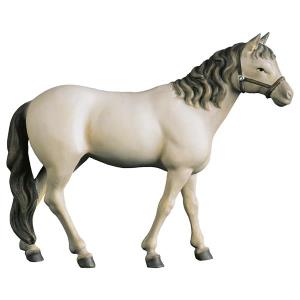 Horse white