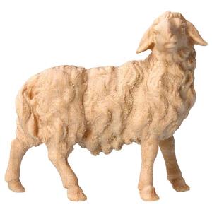 MO Sheep looking rightward