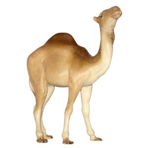 Camel