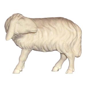 Sheepl turn ASH