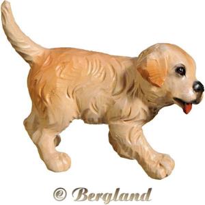 Golden Retriever Welpe