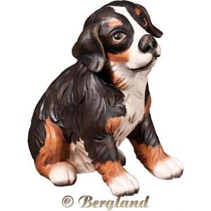 Bernese mountain dog puppy