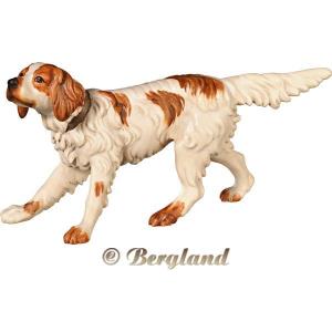 English Setter