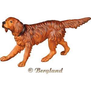 Irish Setter