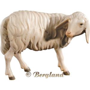 Pecora testa indietro (senza base)