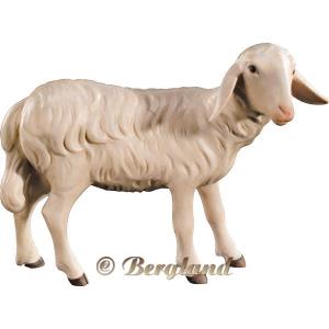 Pecora testa indietro