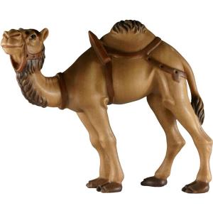 Camel without base