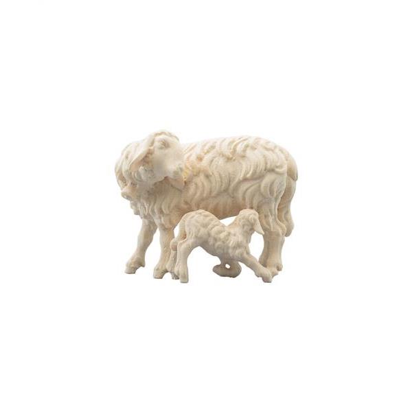Sheep with lamb sucking - natural