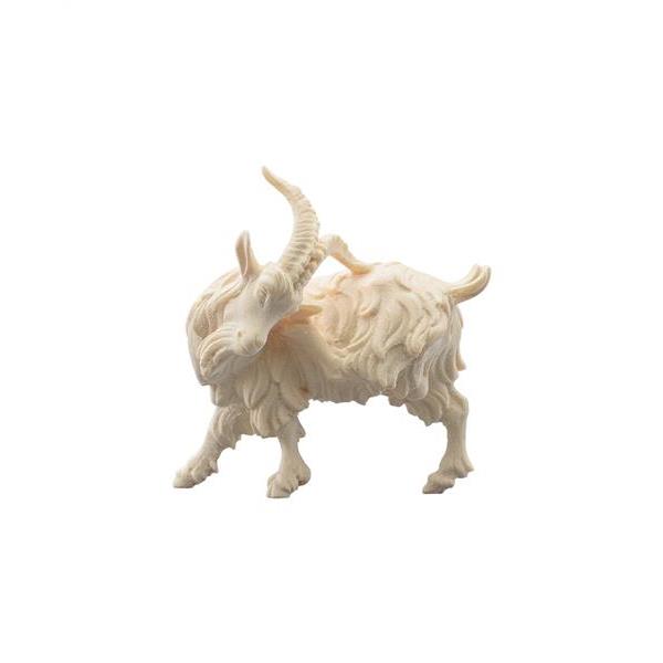 Billy goat scratching - natural