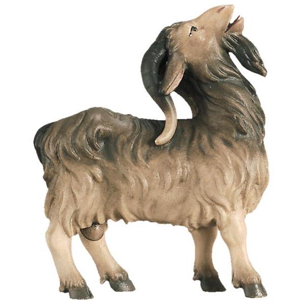 Male goat - color