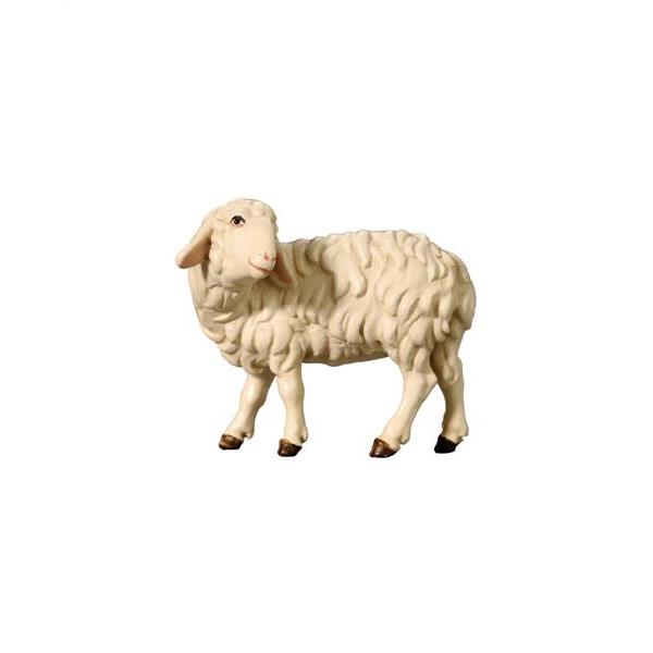 Sheep looking back - 