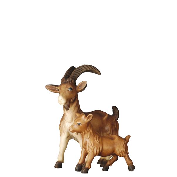 Goat with kid - color