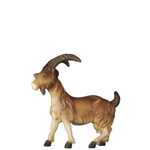 Goat without kid - color