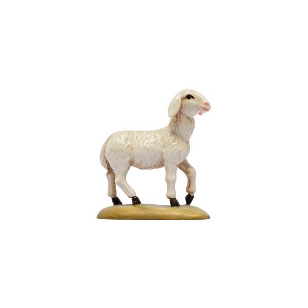 IN W.b.Sheep standing - color