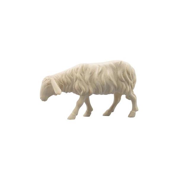IN Sheep looking forward - natural