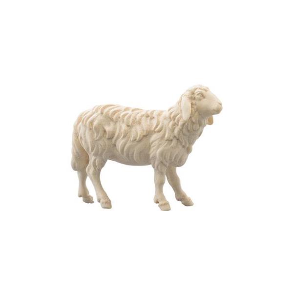 SI Sheep looking forward - natural