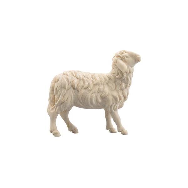 SI Sheep looking right with bell - natural