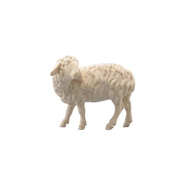 SI Sheep looking back - natural