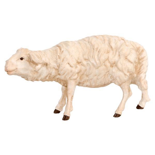 Sheep Looking - natural