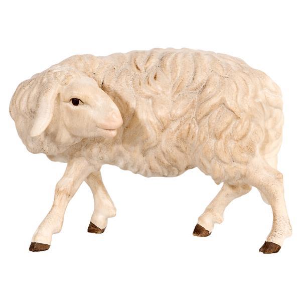 Sheep turned - natural