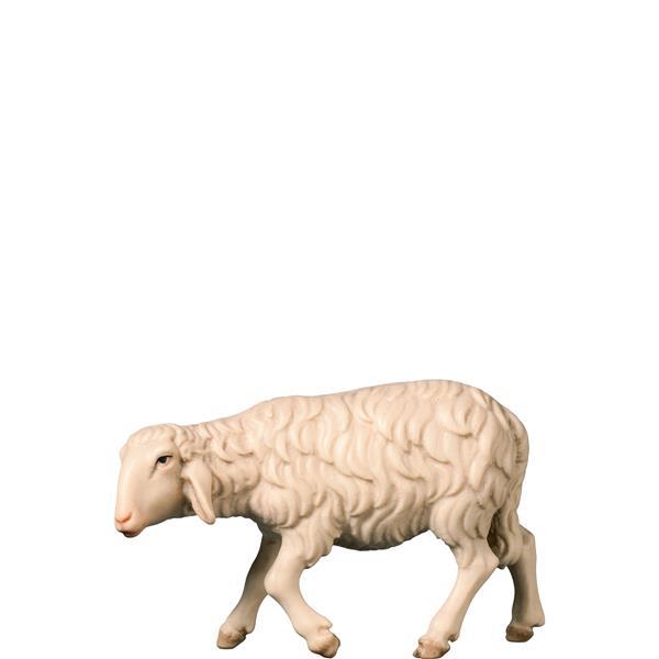 H-Walking sheep - color