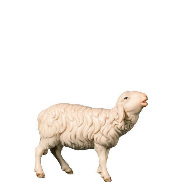 H-Bleating sheep - color