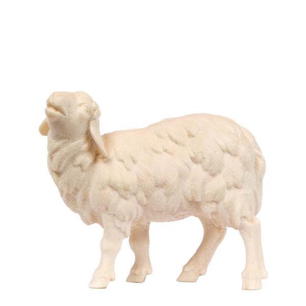 Sheep new standing - natural