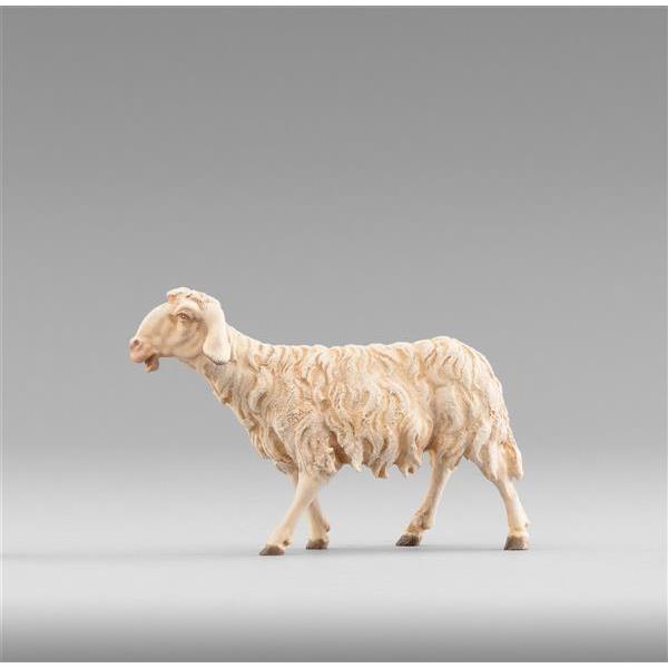 Sheep walking - color