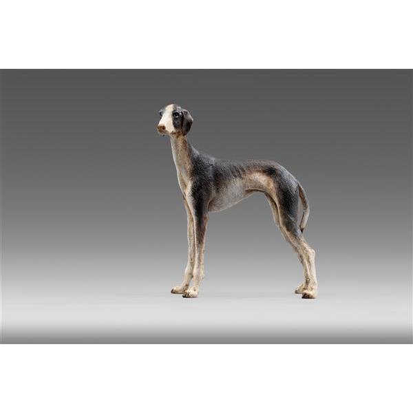 Greyhound - color