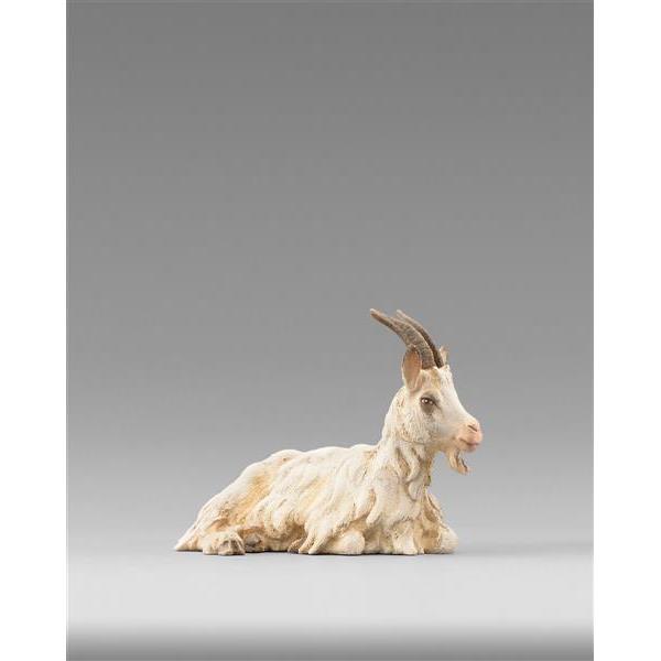 Goat reclining - color