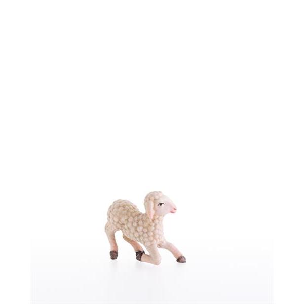Sheep standing - color