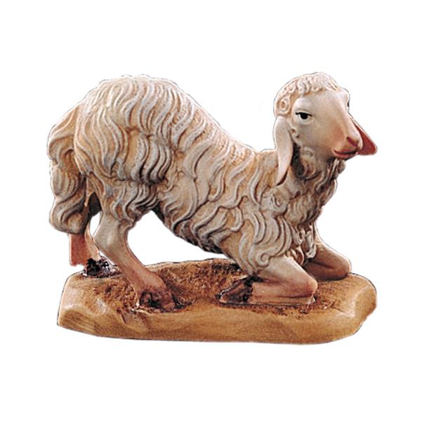 Sheep kneeling - color