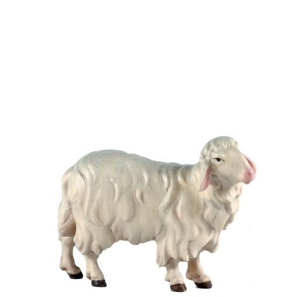 Sheep standing right - color