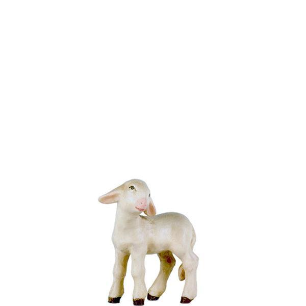 Lamb right - color