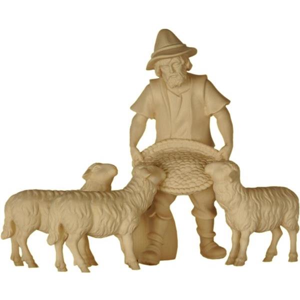 Shepherd feeding three sheep - natural