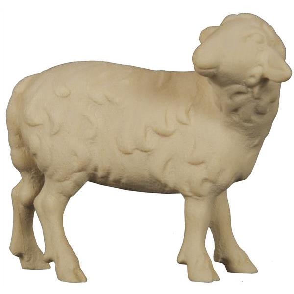 Sheep standing looking backwards - natural