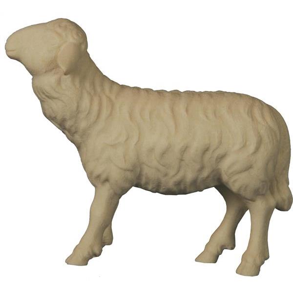 Sheep towards  Shepherd - straight - natural