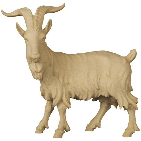 Billy goat standing - natural