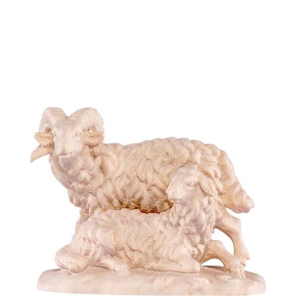 Ram with sheep D.K. - natural