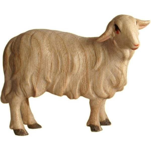 Sheep standing upringht - Acquarel