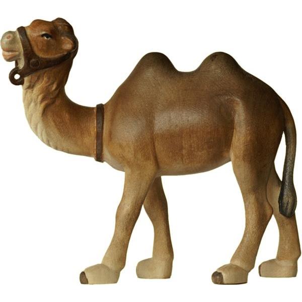 Camel - Acquarel