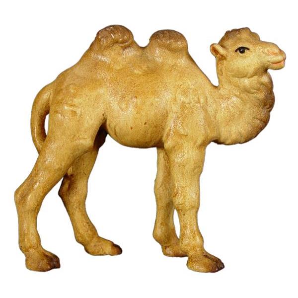 Camel baby - color