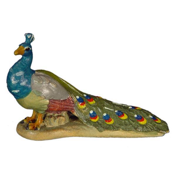 Peacock - color