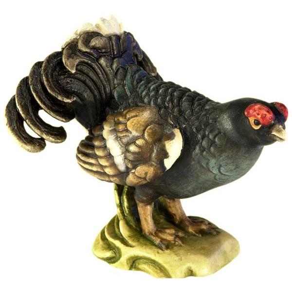 Black cock - color