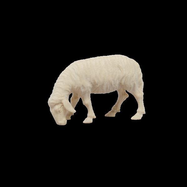 Schaf fressend - natural