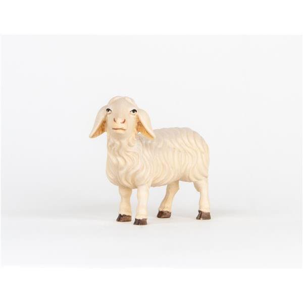 Sheep standing - color