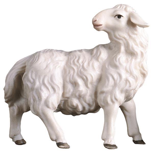 UL Sheep looking backward - color